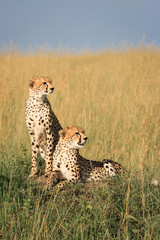 Two Wild Cheetah Cubs Looking to the Side in the Masai Mara, Kenya, Africa