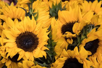 Closeup of Sunflowers in the Farmers Market
