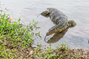 Varanus salvator, commonly known as water monitor or common water monitor in the water