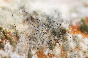 Close up of mold on spoiled food