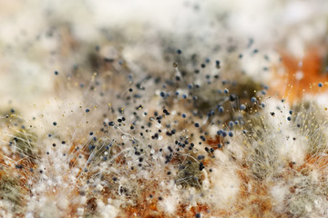 Close up of mold on spoiled food