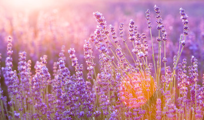 Sunset over a summer lavender field, looks like in Provence, France. Beautiful image of lavender field over summer sunset landscape.