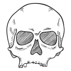 Vector Single Sketch Illustration - Human Skull without Lower Jaw