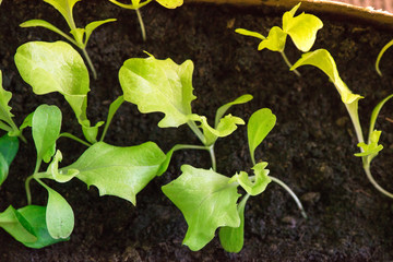 Seedlings of salad in fertile soil in self made pot from paper milk bottles, on windowsill. Spring is coming and farmers working in greenhouse  
