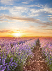 Sunset sky over a violet lavender field in Provence, France. Lavender bushes landscape on evening light.