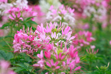 Beautiful Cleome spinosa or Spider flower in the garden