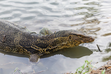 Varanus salvator, commonly known as water monitor or common water monitor in the water
