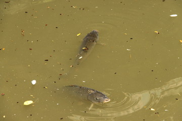 Carpes dans un bassin, jardin des plantes à Toulouse, Haute Garonne