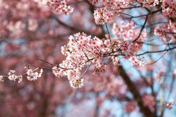 Wild Himalayan Cherry Blossoms in spring season (Prunus cerasoides), Sakura in Thailand, selective focus, Phu Lom Lo, Loei, Thailand.