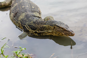 Varanus salvator, commonly known as water monitor or common water monitor in the water