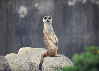 Meerkat Surykatka szara © Robert