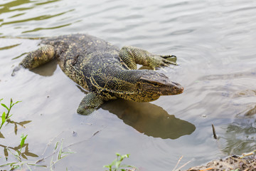 Varanus salvator, commonly known as water monitor or common water monitor in the water