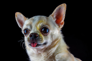 portrait of a chihuahua on a black background