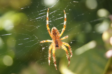 spider