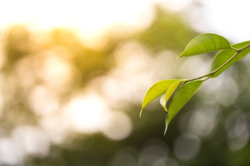 Green leaves background