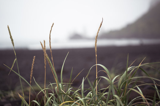 Black sand beach iceland