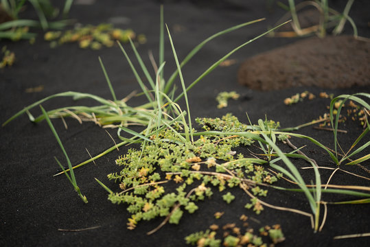 plants on black sand beach