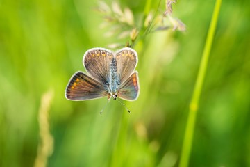 The meadow brown (Maniola jurtina) butterfly