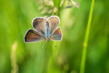 The meadow brown (Maniola jurtina) butterfly