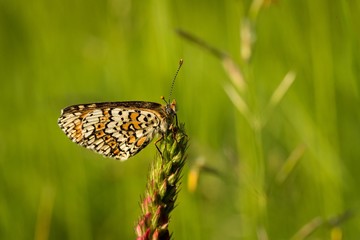 Heath Fritillary sitting on the green grass