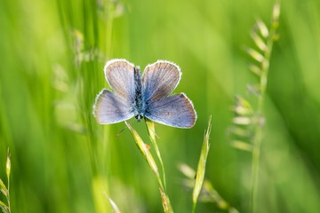 The meadow brown (Maniola jurtina) butterfly