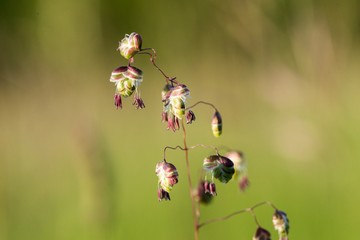 Perennial Common Quaking Grass - Briza media Calcareous Grass
