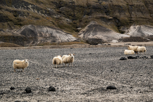 sheep in iceland
