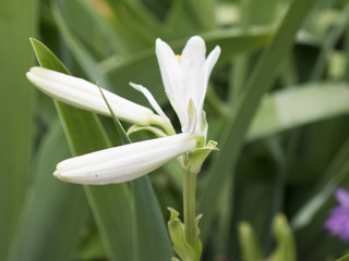 Obraz premium flower and buds of white lily