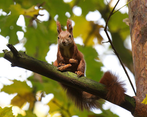 the squirrel was embarrassed, autumn in Warsaw