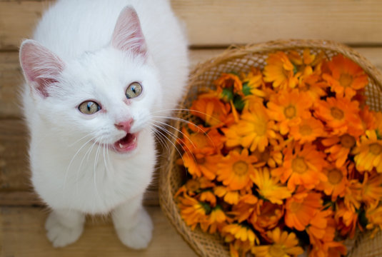 White cat on a wooden background next to flowers.