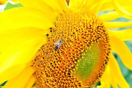 Sunflower blooming, close up texture macro detail with honey bee on it, organic background