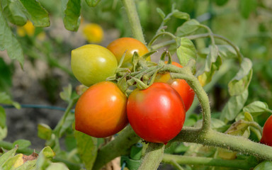 Red Alert tomatoes ripen on a bush tomato plant
