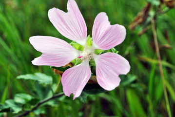 Flower close-up of Malva alcea (greater musk, cut leaved, vervain or hollyhock mallow), on soft blurry green grass bokeh background