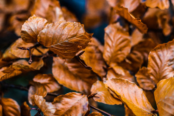 Foglie d'autunno
