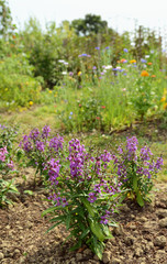 Angelonia plants with mauve petals in a summer garden