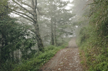 Fototapeta na wymiar path on forest