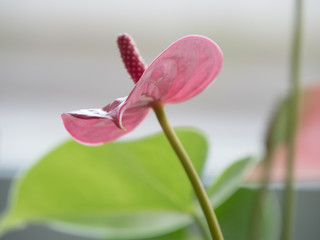 Pink flower 