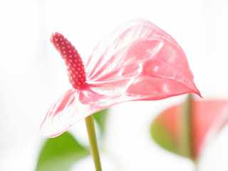 Pink flower 