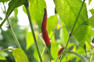 Chili pepper fruit, Capsicum sp., Central of Thailand