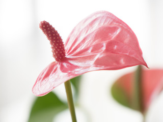 Pink flower 
