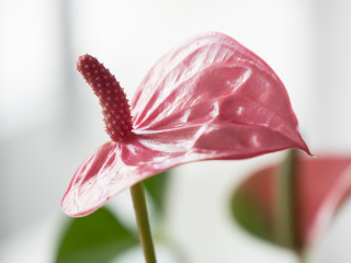 Pink flower 
