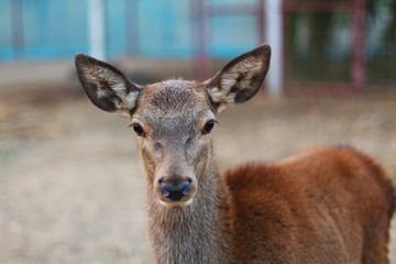 A female deer standing and looking in the farming area