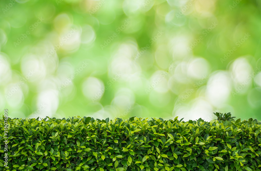 Wall mural green tree on green bokeh backgorund.