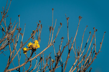 Recomeço - Ipê Amarelo