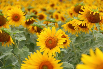 Big, beautiful sunflowers in the sunflower field