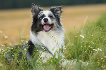 Border Collie liegt in einer Blumenwiese