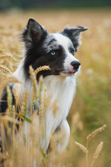 Sitzender Border Collie im Getreidefeld