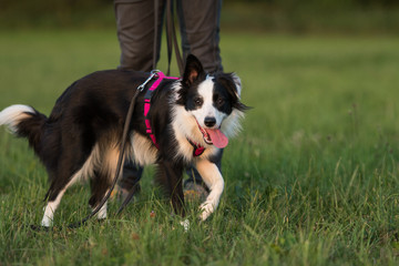 Fototapeta premium Junger Border Collie an der Schleppleine