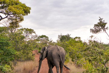 African elephant walking through the bush in a game reserve in South Africa