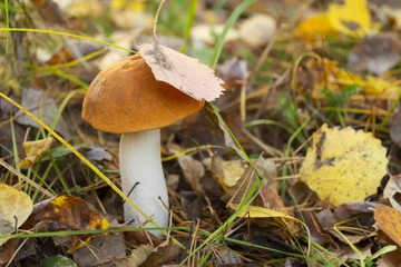 Mushroom in autumn forest. Autumn picture